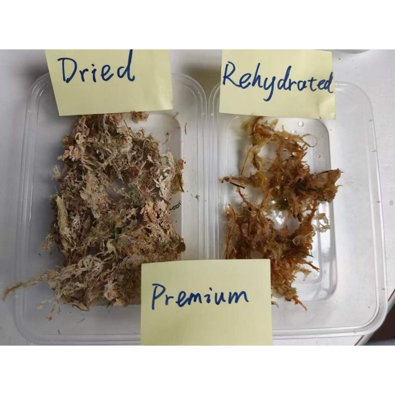 Премиальный сфагнум для орхиде – обзор и цена Sphagnum Moss Dry